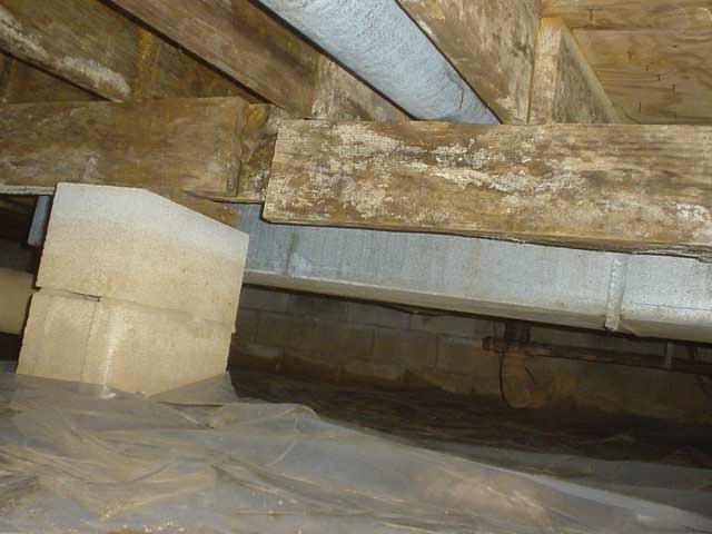 01lg moldy crawlspace beam